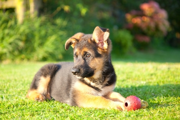 Dog Breeds For Single People